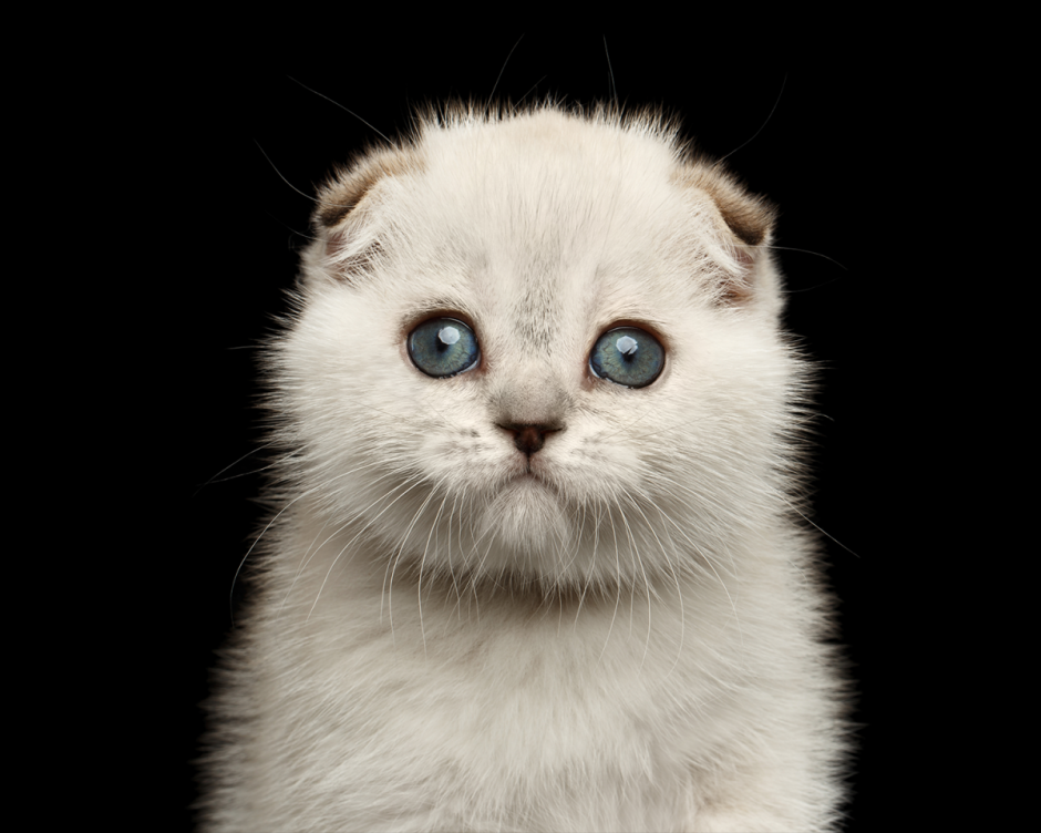 Шотландские котята косые глаза