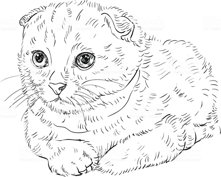 Шотландская вислоухая кошка