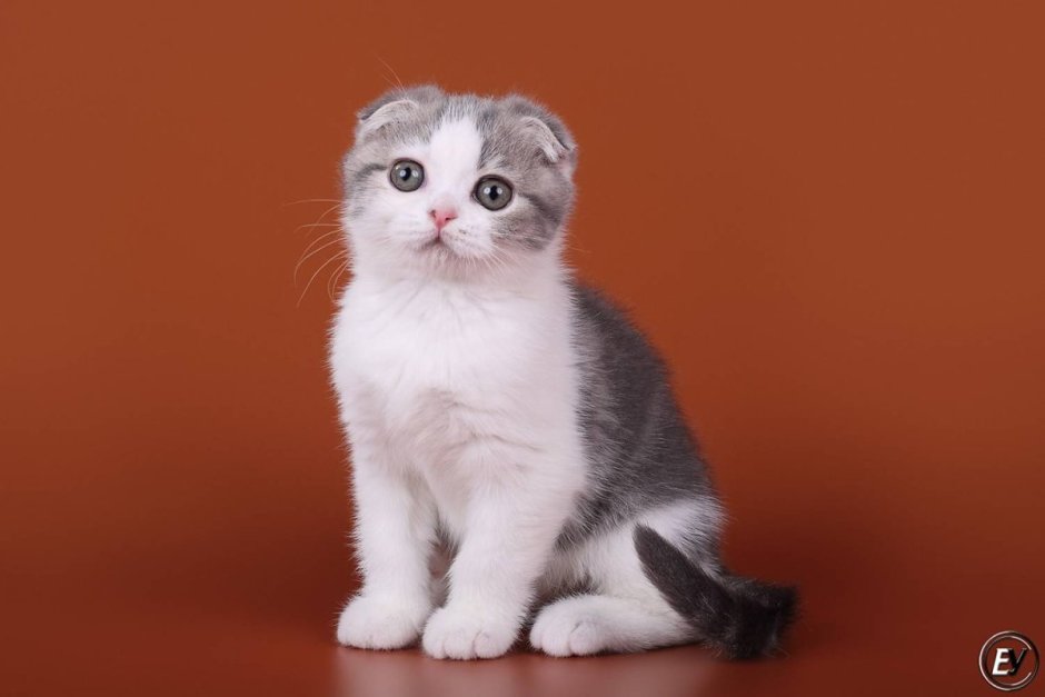 Шотландская вислоухая кошка серо белая