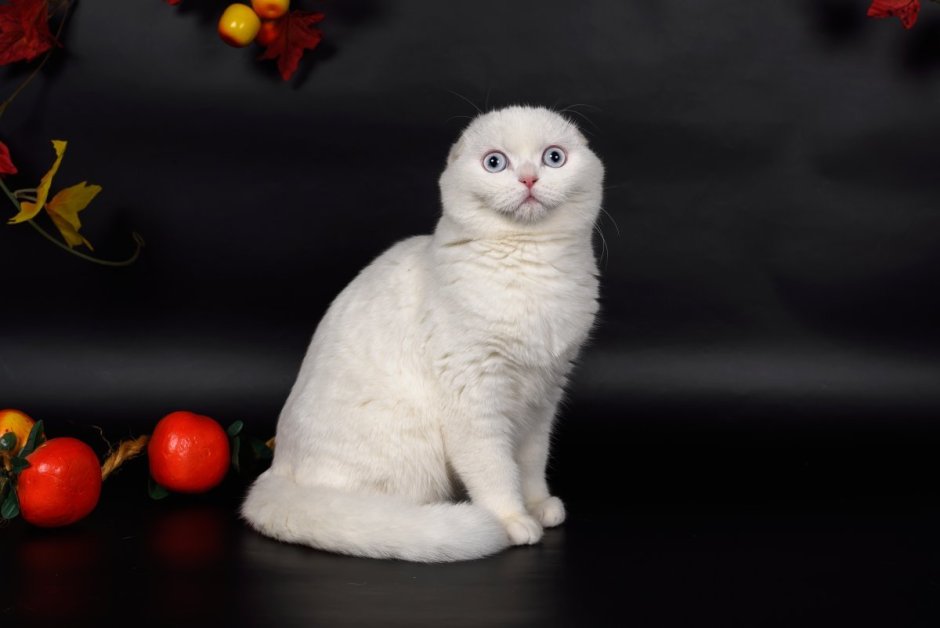 Британский вислоухий котенок белый