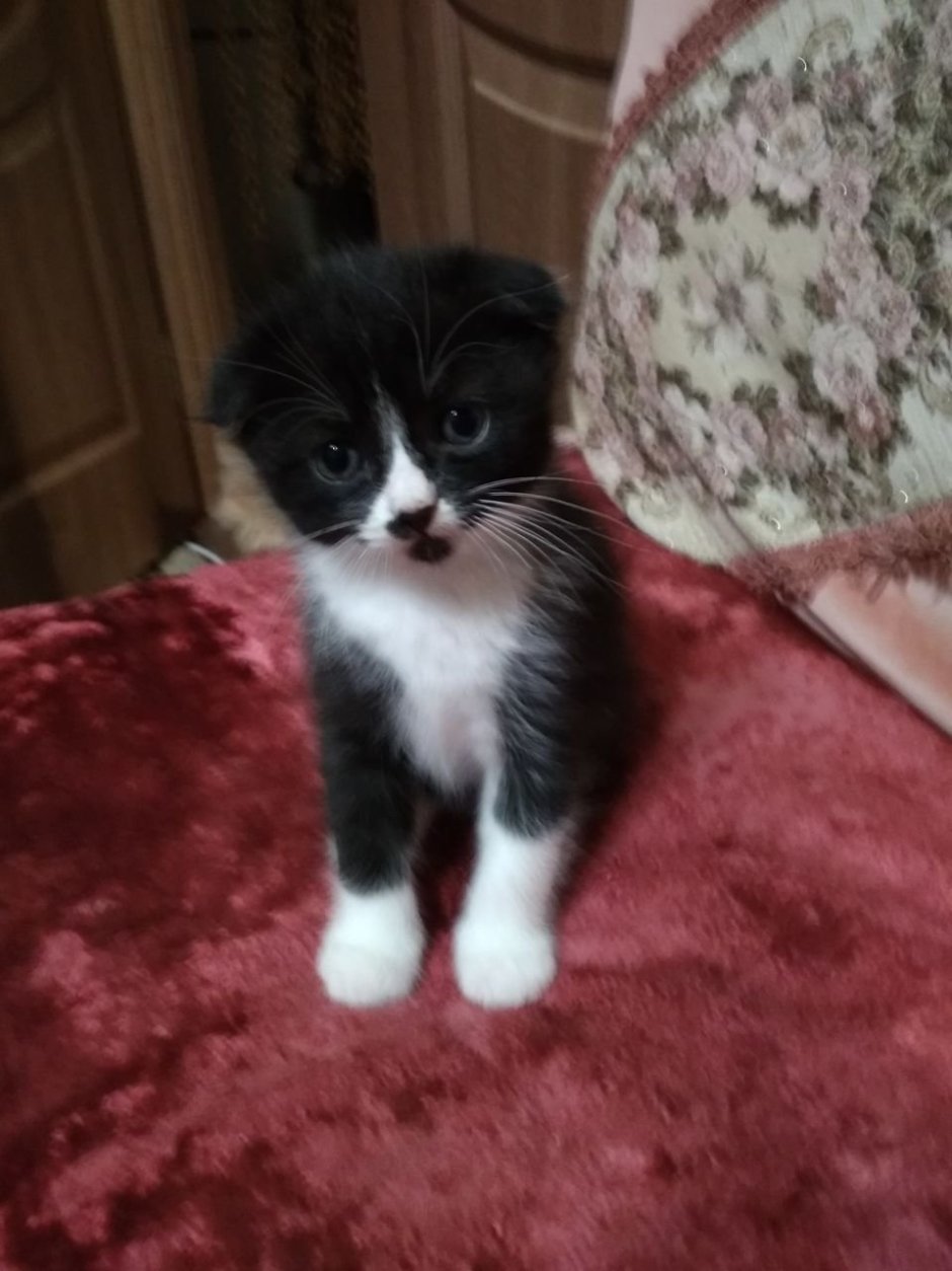 Шотландская вислоухая кошка черно белая