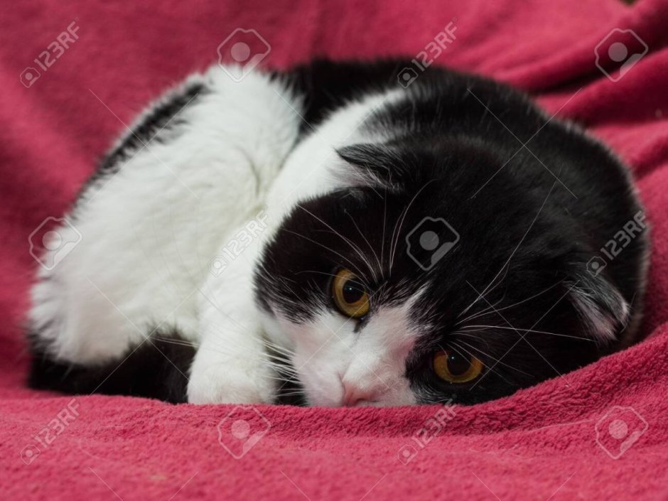 Скоттиш фолд черно белый