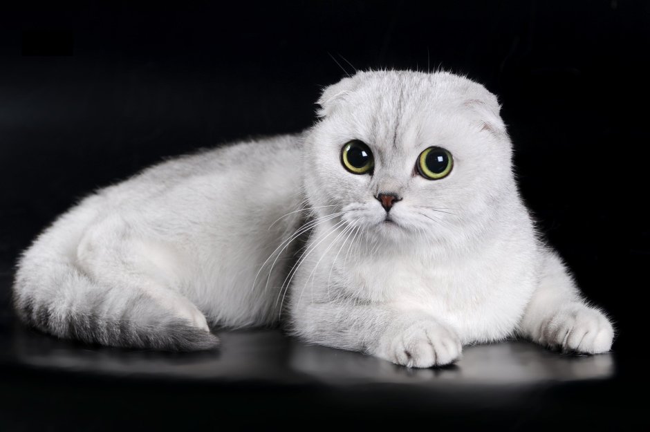 Вислоухий кот карандашом
