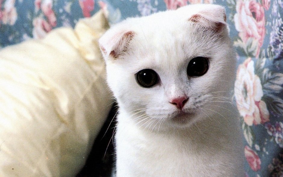 Белая кошка с черными глазами
