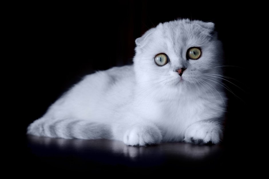 Шотландская вислоухая кошка белая на диване