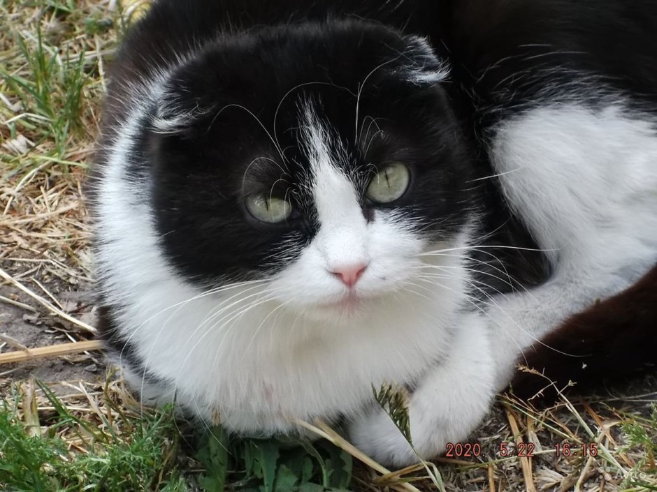 Шотландская вислоухая кошка черно белая