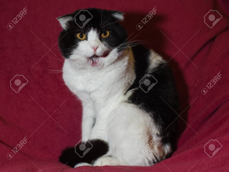 Шотландская кошка черно белая