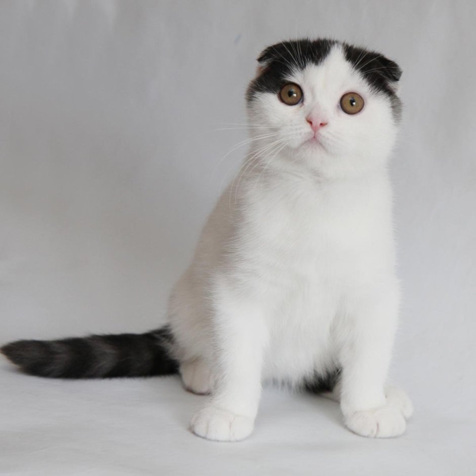 Скоттиш фолд биколор