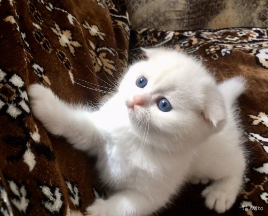 Котенок британский вислоухий белый 1 месяц