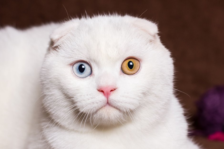 Шотландская вислоухая кошка с гетерохромией