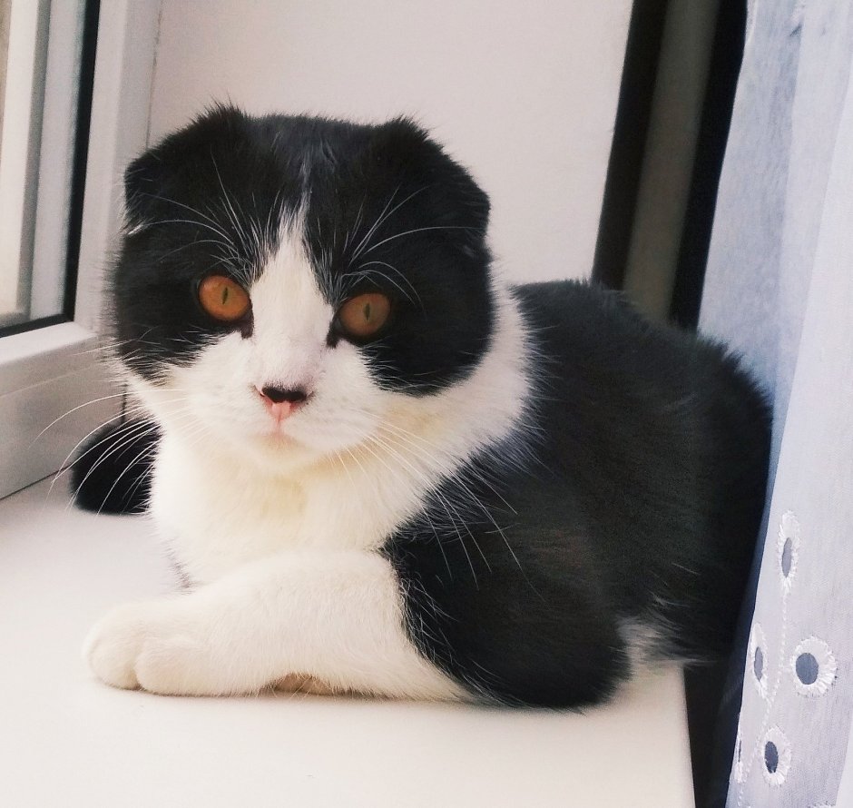 Шотландский вислоухий кот биколор