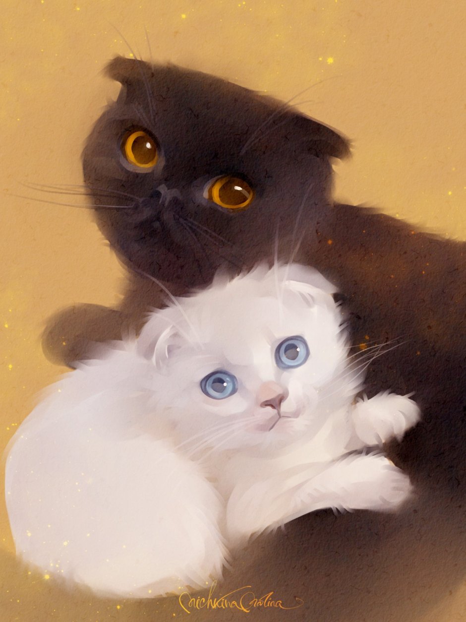 Шотландская вислоухая кошка Эстетика