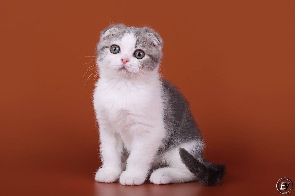 Шотландская вислоухая кошка черная