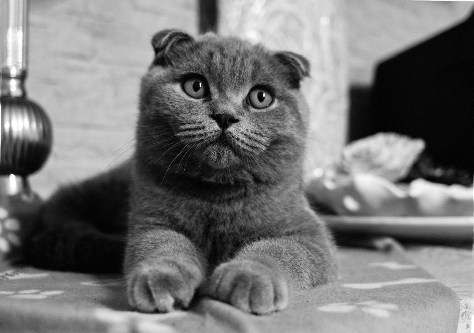 Скоттиш-фолд Шотландская вислоухая