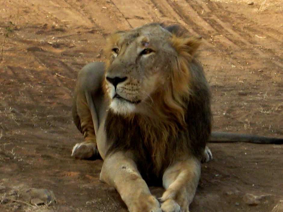 Lion move