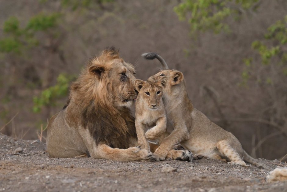 Лев National Geographic