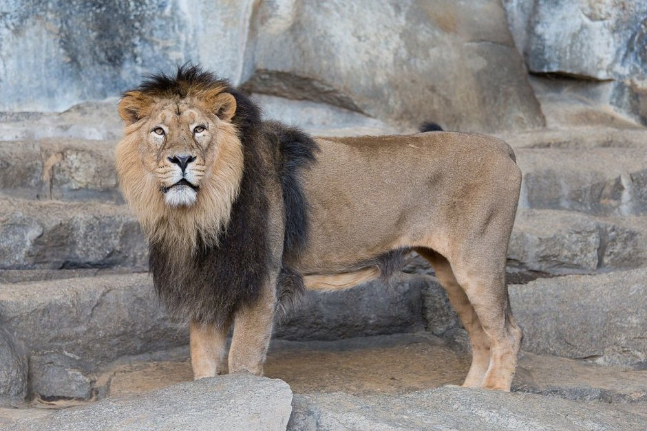 Panthera Leo krugeri