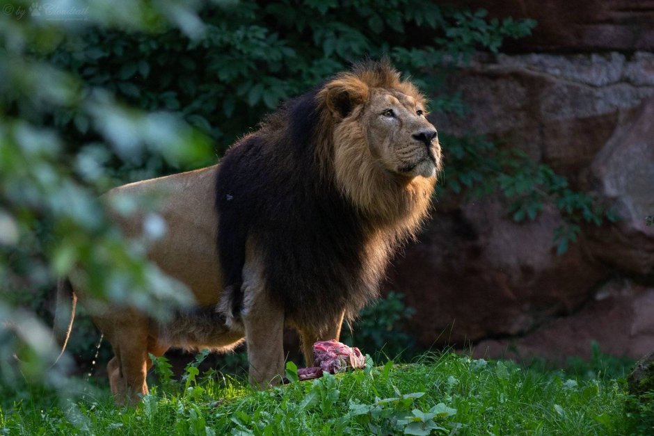 Panthera Leo persica