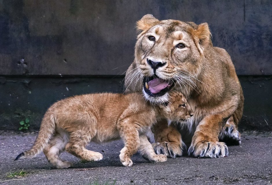 Лев (Panthera Leo)