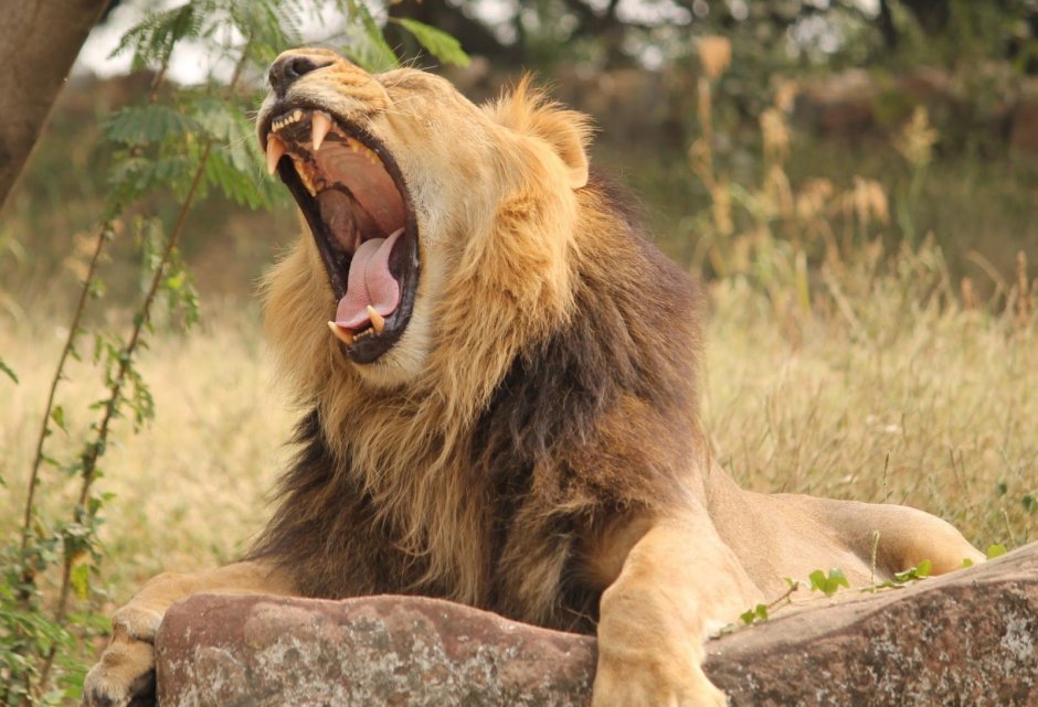 Panthera Leo persica