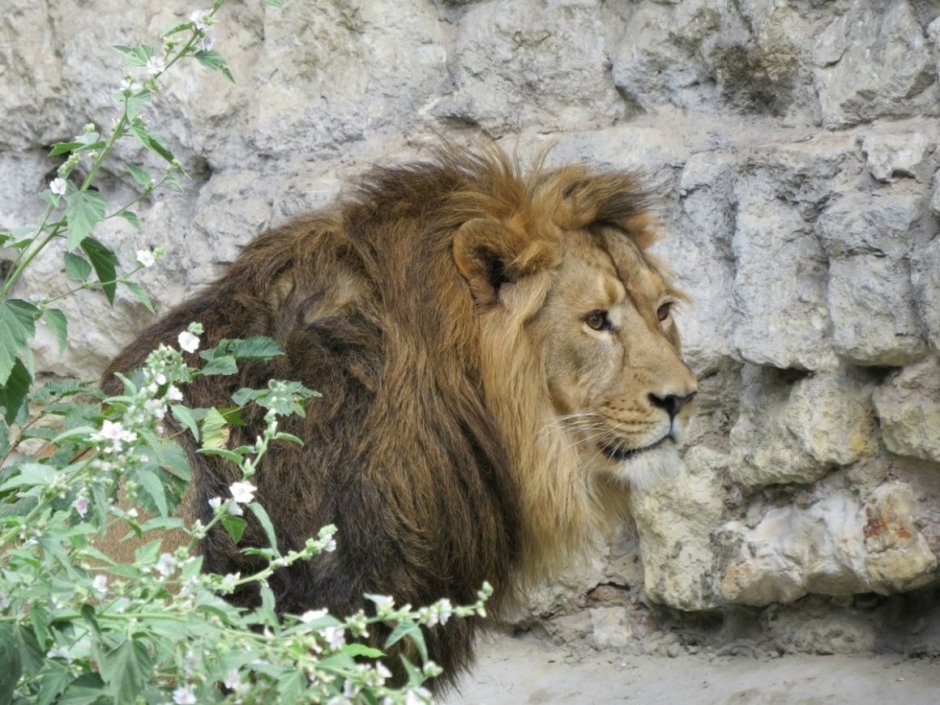 Panthera Leo persica