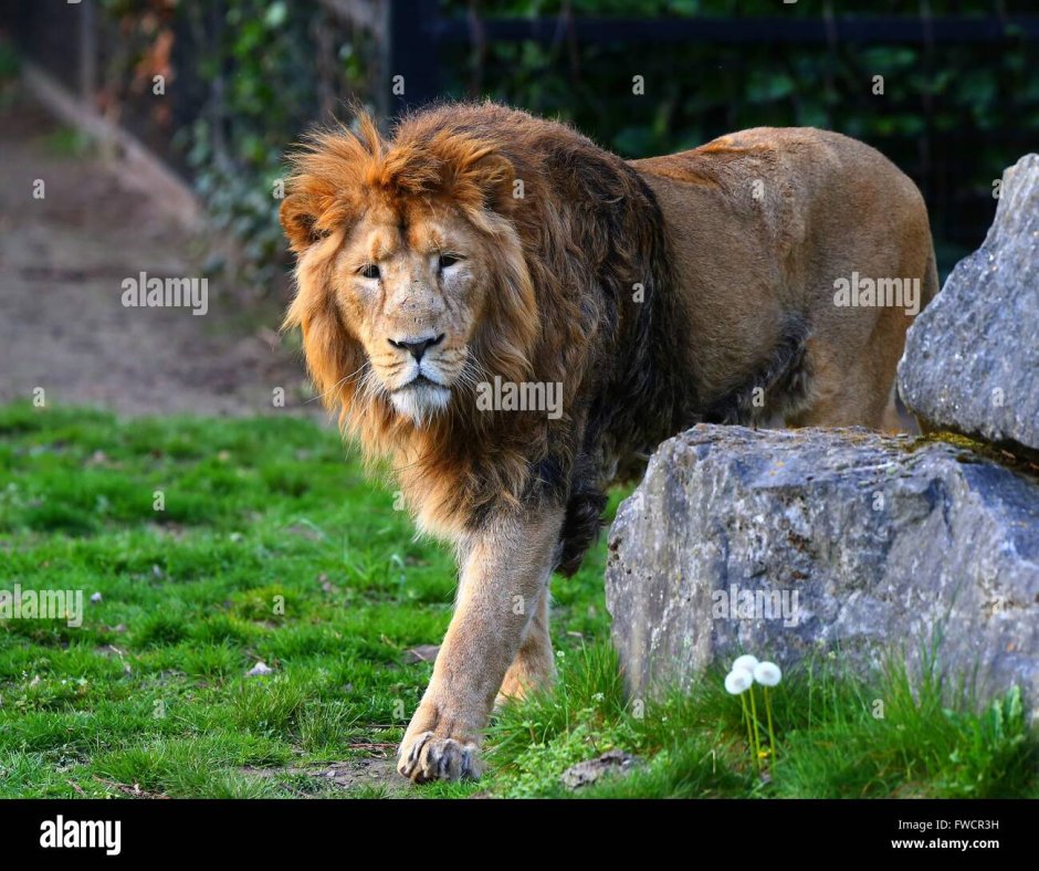 Лев (Panthera Leo)