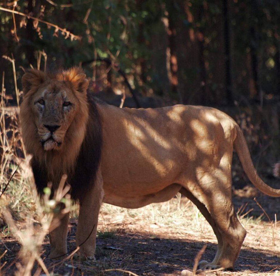 Лев (Panthera Leo)