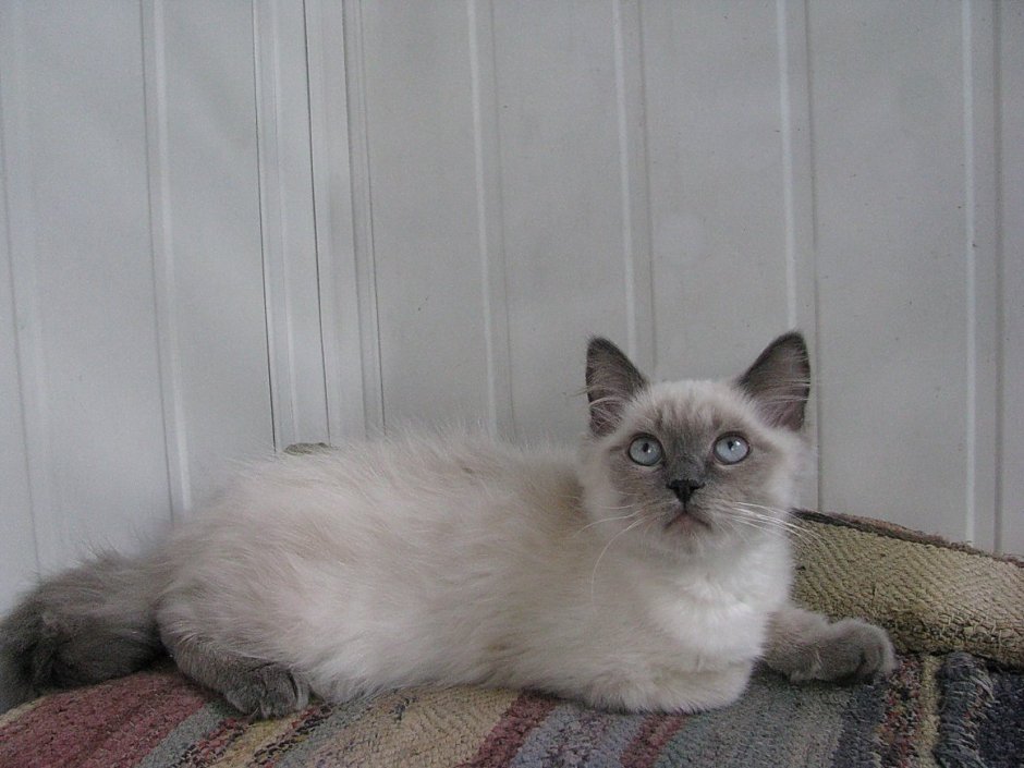 Сиамский кот помесь