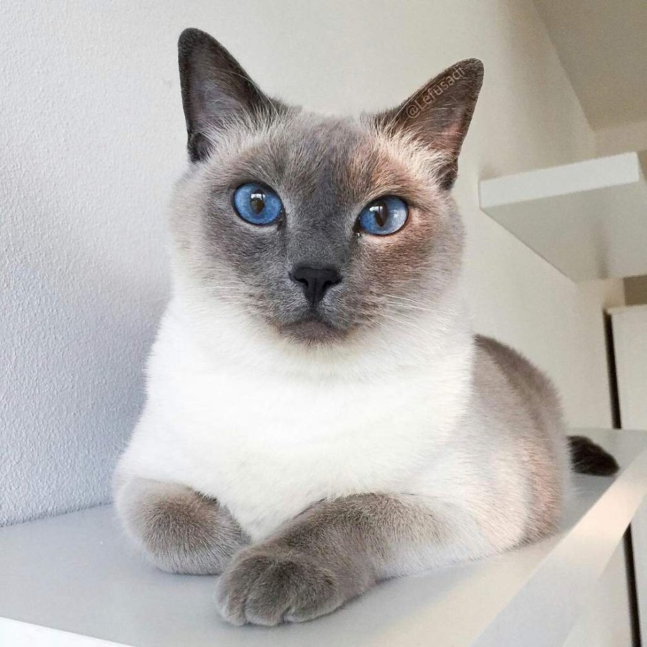 Сиамский кот метис