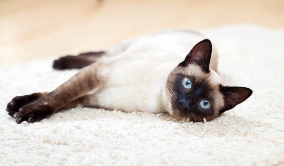 Сиамская кошка чистокровная