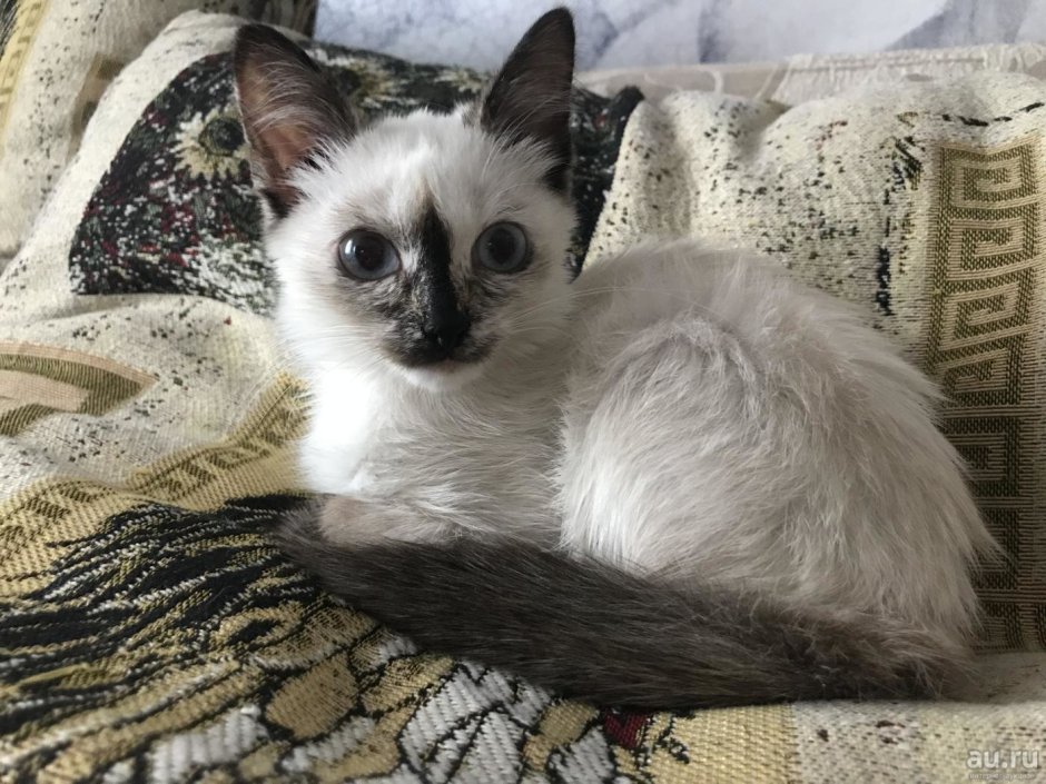 Метис тайская и Сиамская