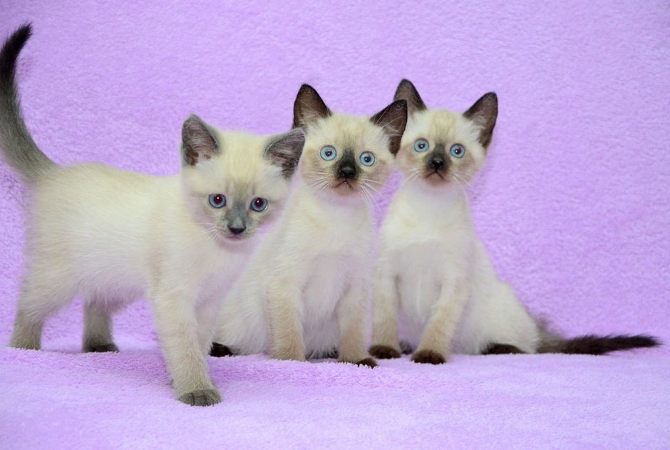 Сиамские котята