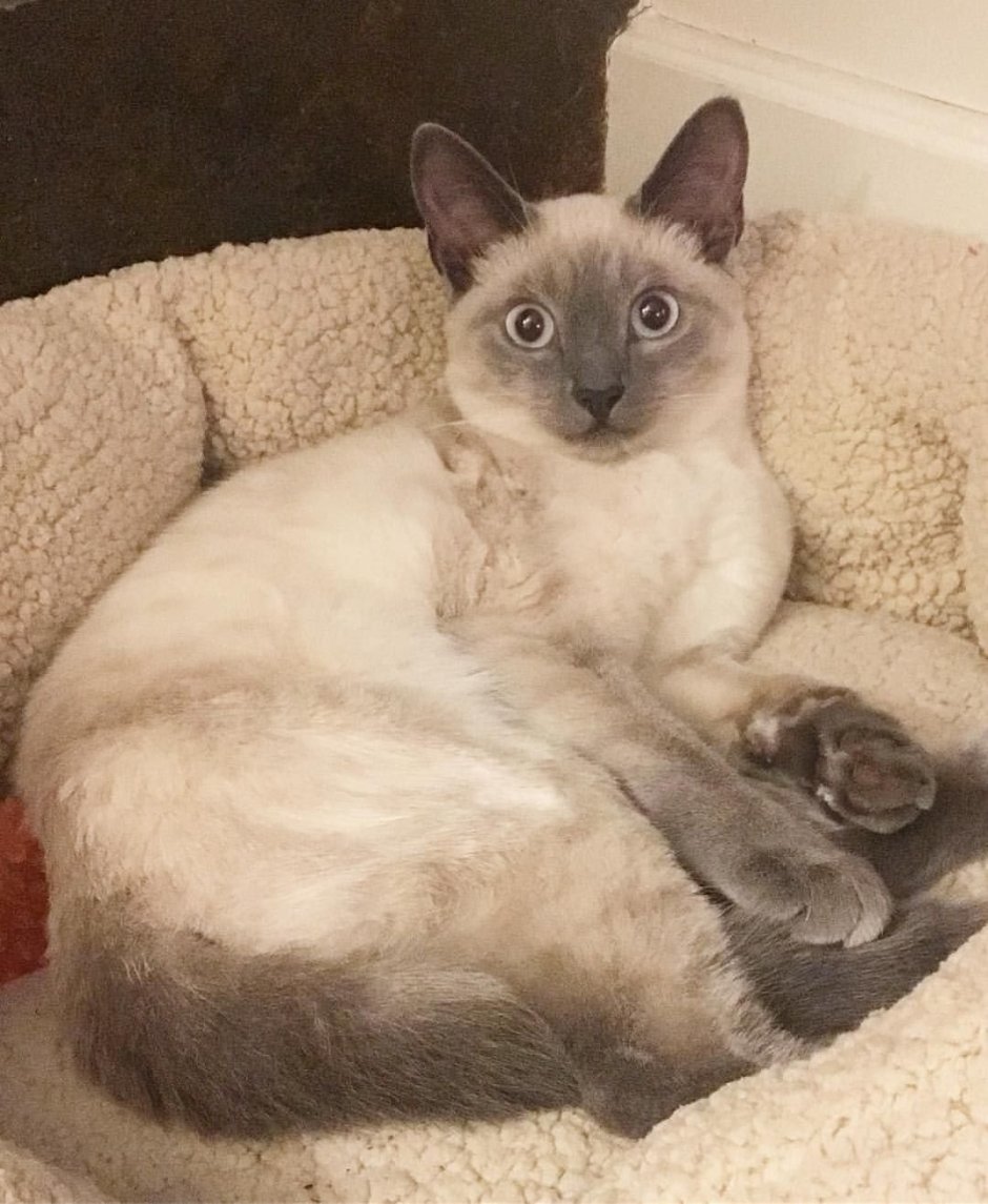 Сиамская и тайская кошка