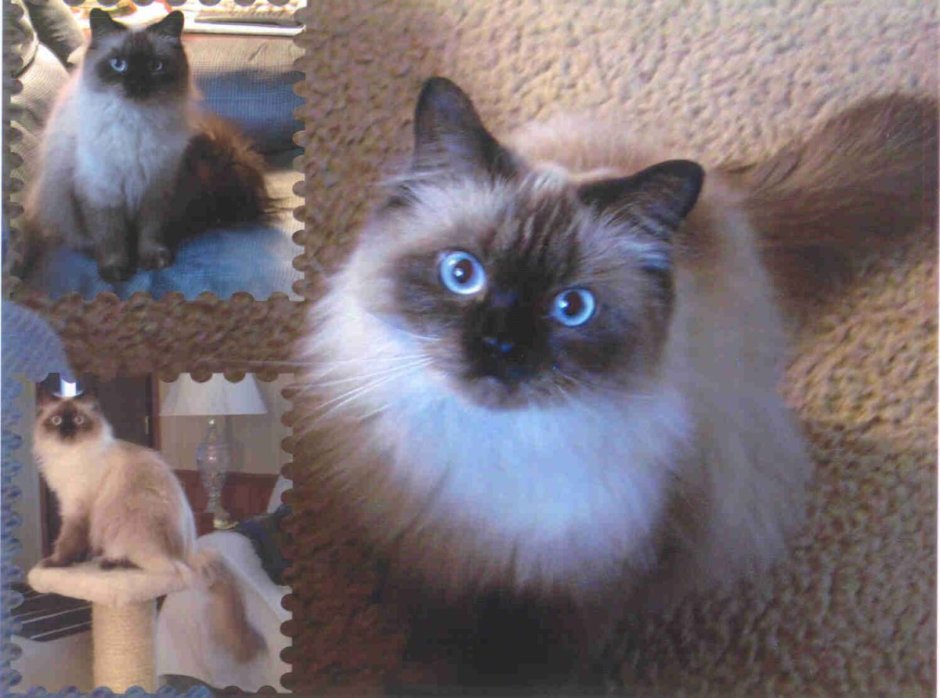 Невская гималайская Сиамская кошка