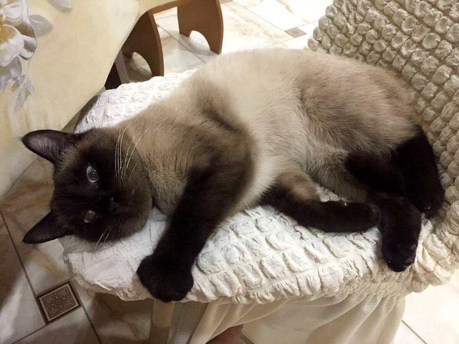 Сиамская кошка лежит