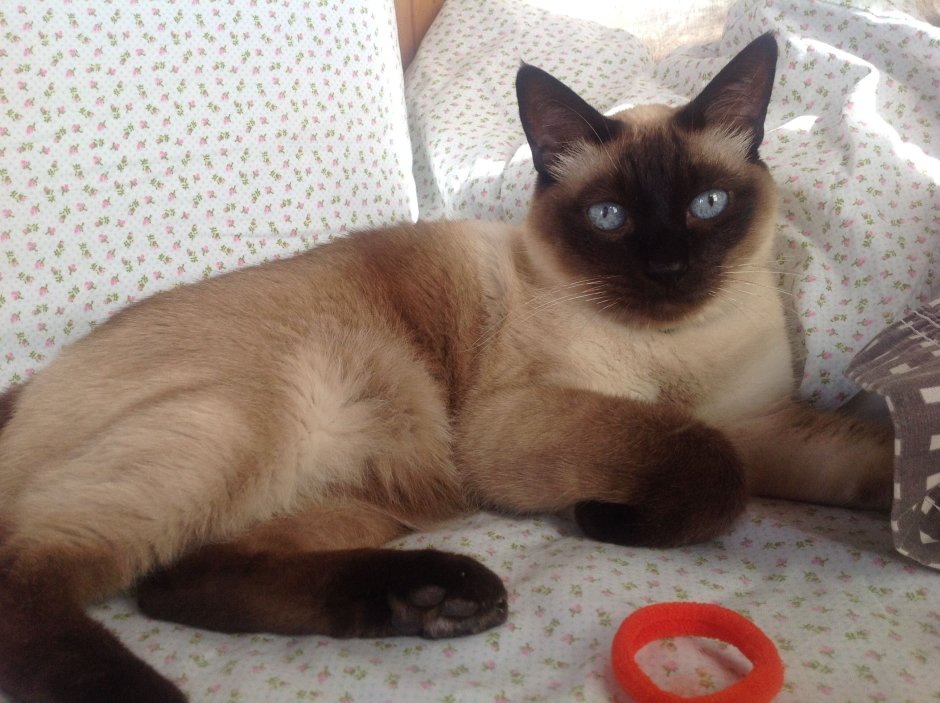 Тайский кот метис