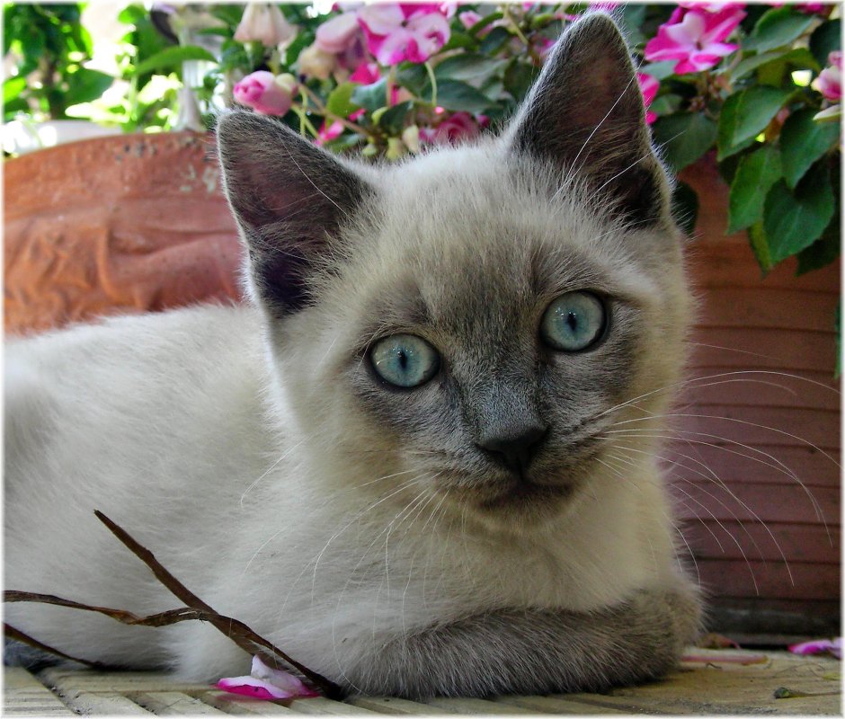 Бирманская кошка короткошерстная