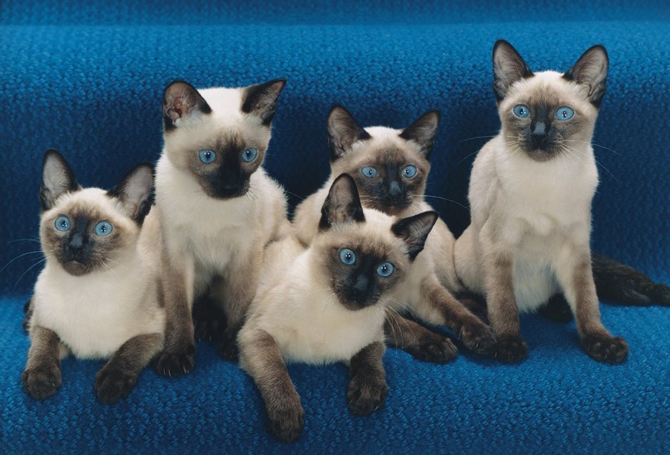 Сиамская кошка короткошерстная