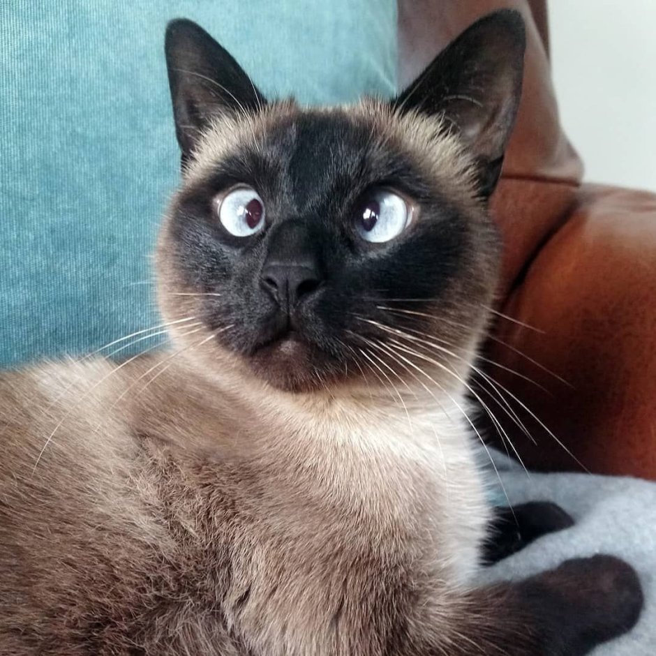 Метис Сиама кот