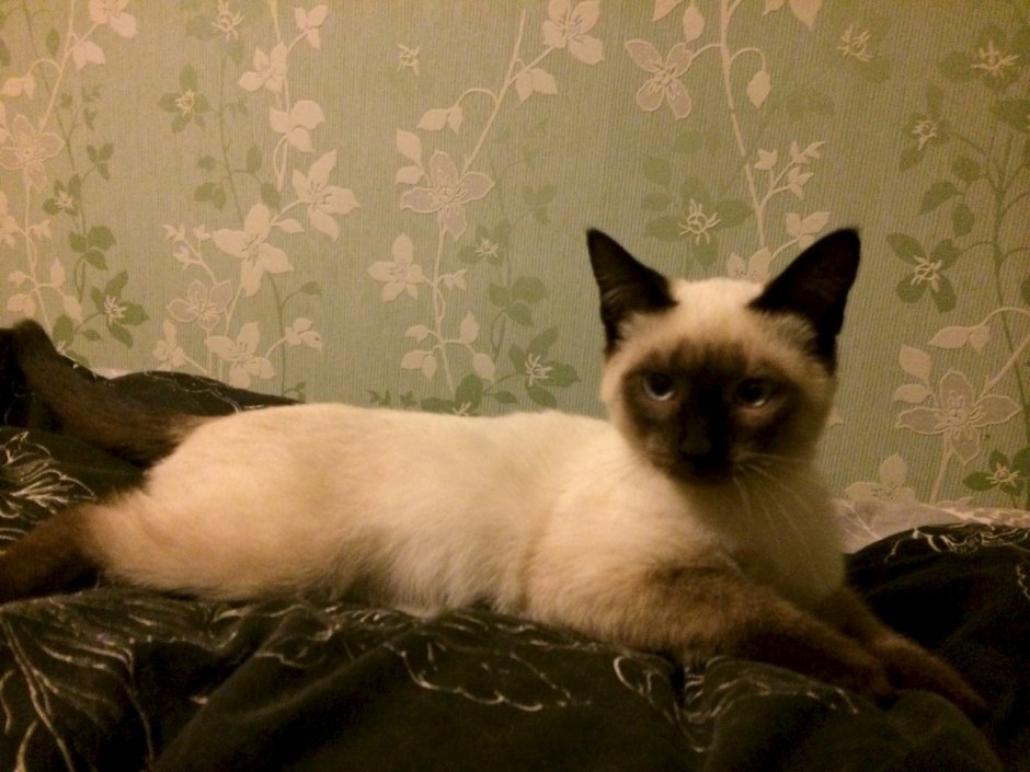 Сиамская кошка Бася