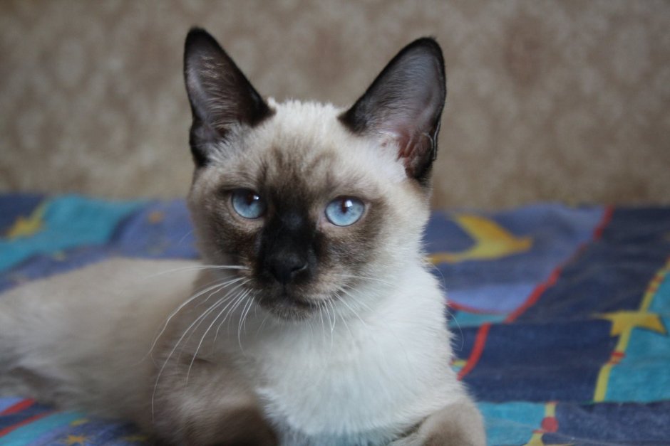 Порода Сиамская зовут Алиса
