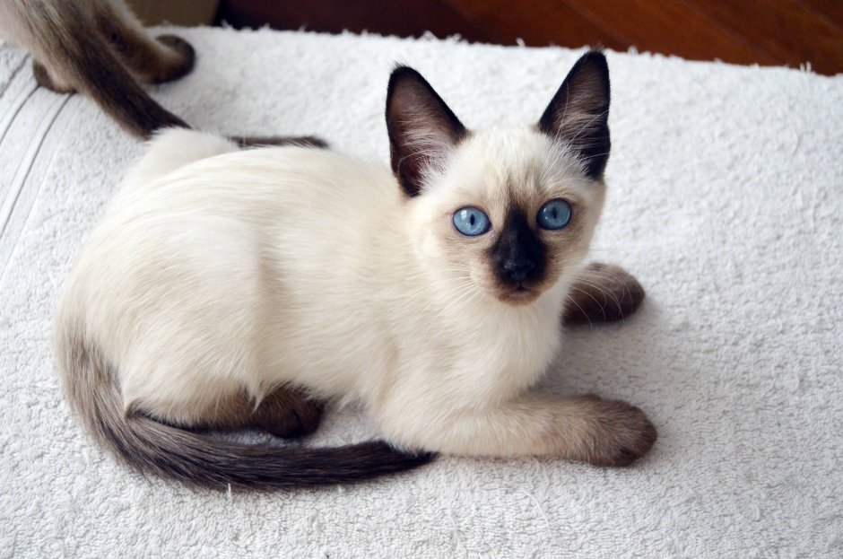 Тайская кошка торти Пойнт