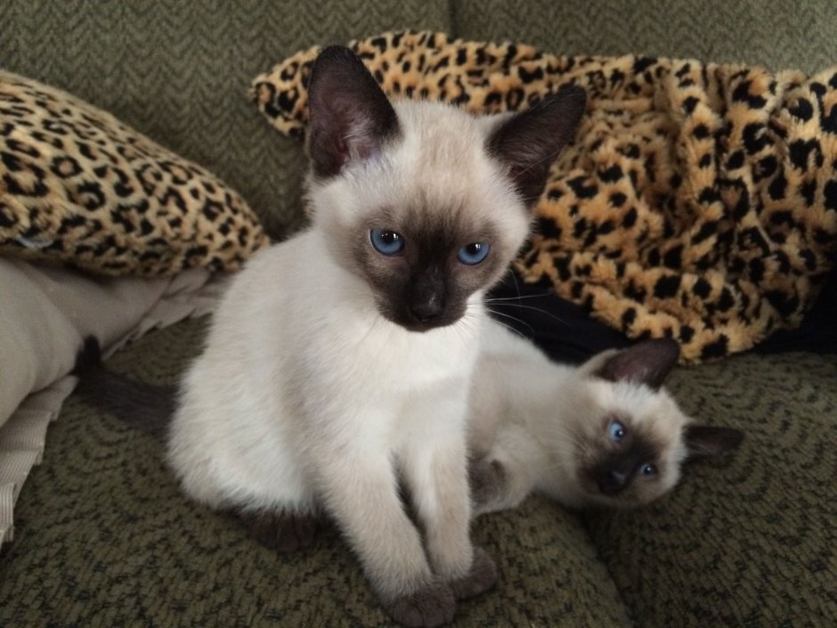 Королевская Сиамская кошка