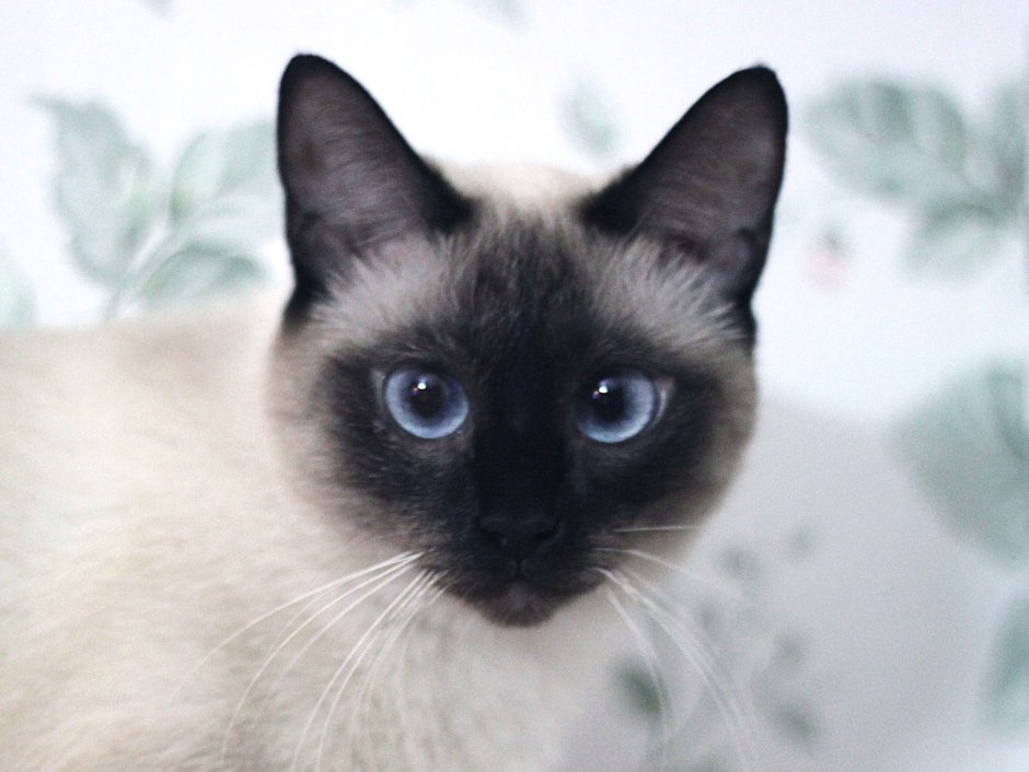 Родина сиамских кошек