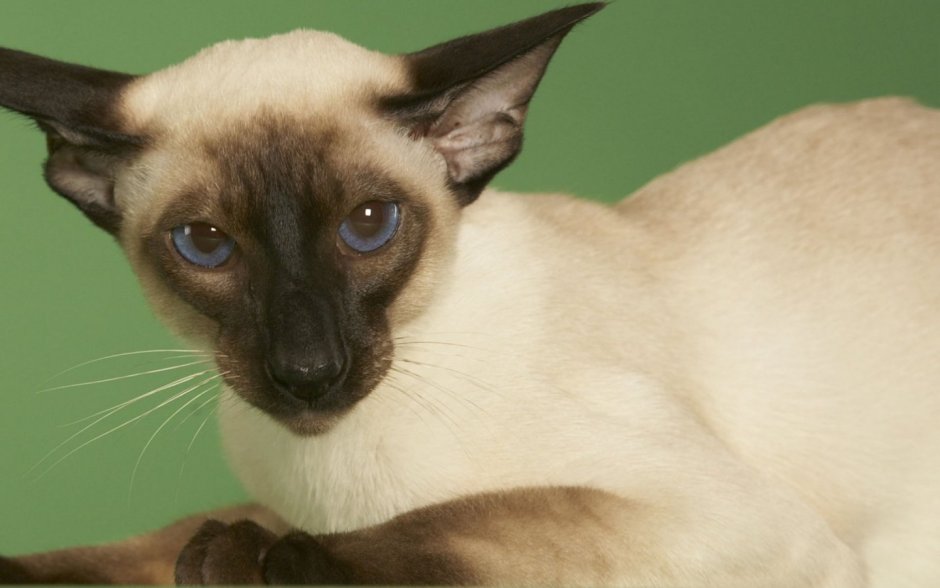 Стрижка сиамских кошек