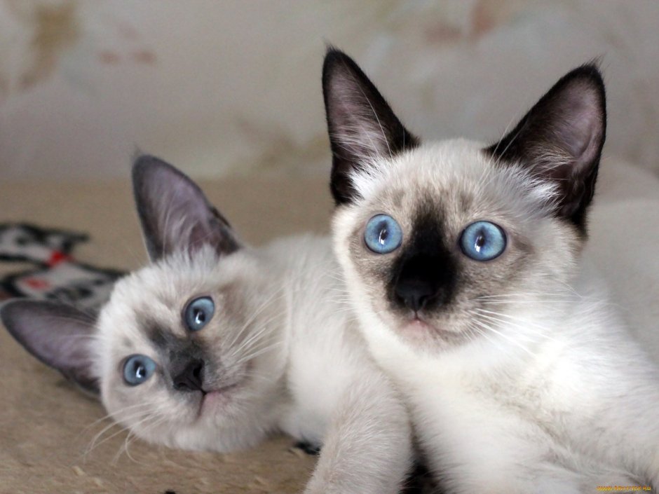 Тайская кошка котята