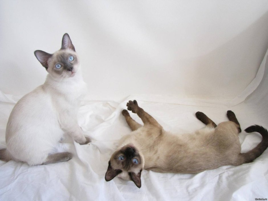 Тайская кошка с ошейником