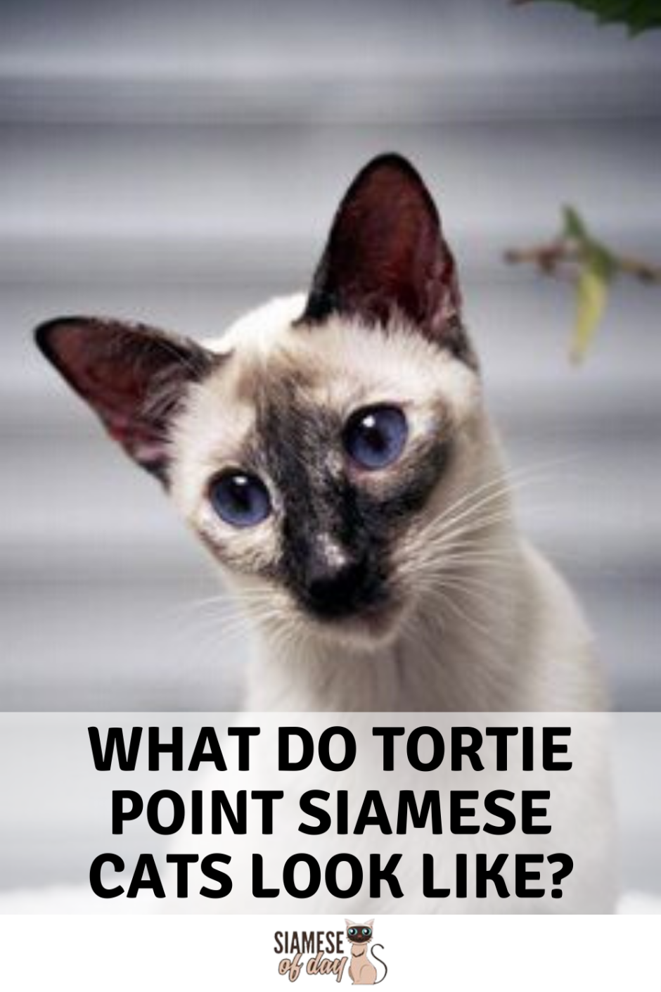 Сиамская кошка торти Пойнт