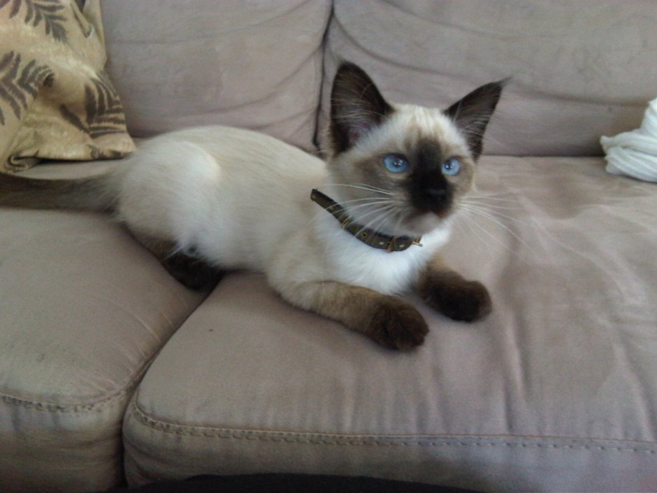 Сиамский кот Ленинградский