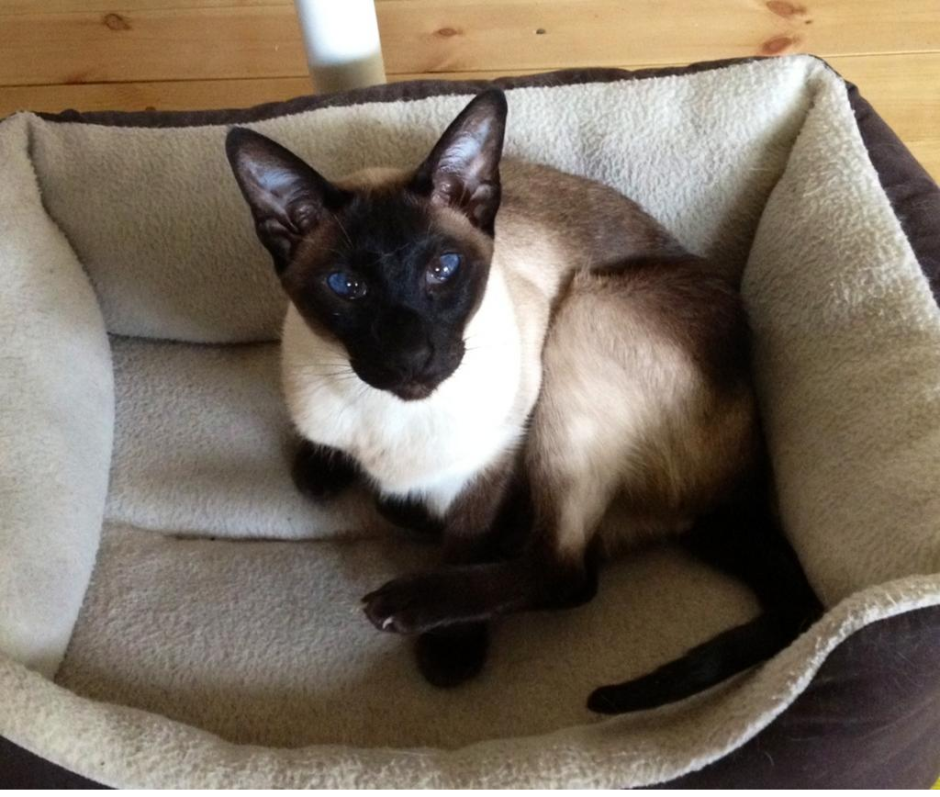 Египетская Сиамская кошка